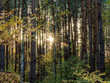 © Peter - Herbst