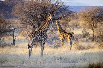 Wall Mural - Angola Giraffe (Giraffa camelopardalis angolensis) in Namibia, Etosha