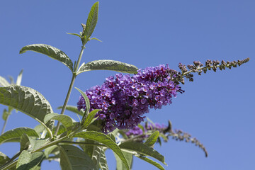 Wall Mural - Fleur de Buddleia mauve	