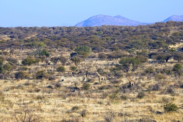 Wall Mural - A herd of giraffes in the African savannah in Etosha park, Namibia.