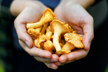 Yellow Forest Edible Mushrooms, Handful Of Chanterelles, Close-up.