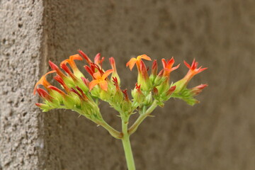 Summer flowers in a city park in Israel.