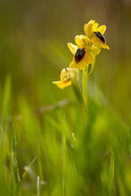 Wild Yellow Bee Orchid Growing In Field