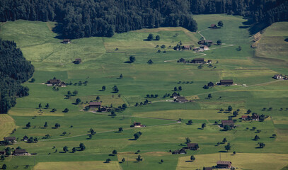 Wall Mural - landscape with cows