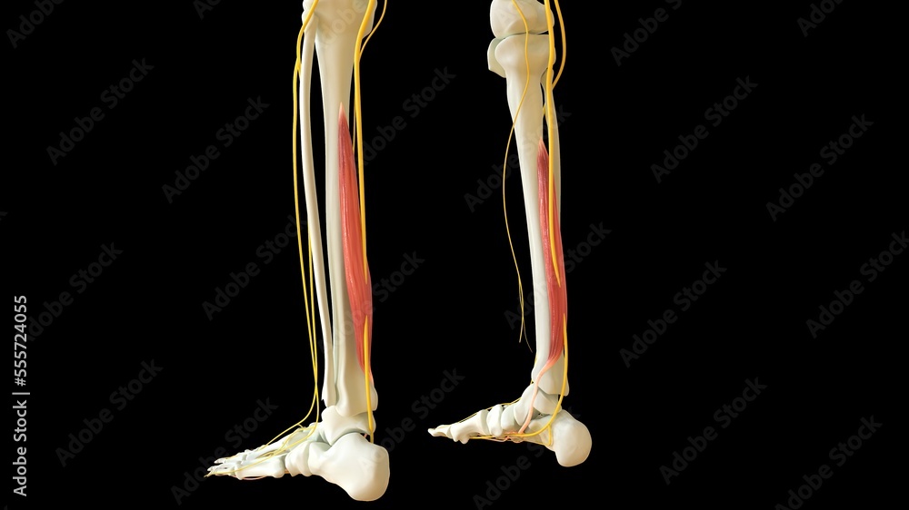 Flexor Digitorum Longus Muscle anatomy for medical concept 3D rendering ...