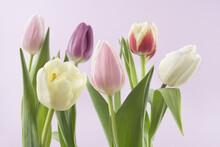 Variety Of Tulips