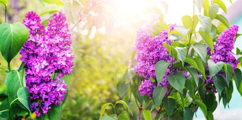  Lilac blossoms. Lilac flowers in the garden in sunny weather, panorama