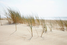Sand Dunes And Dune Grass, Cap Ferret, Gironde, Aquitaine, France