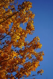 Fototapeta Miasto - autumn leaves against blue sky