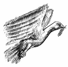 Illustration Of Dove