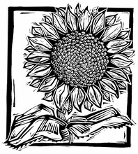 Illustration Of Sunflower