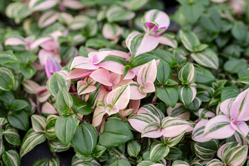 Wall Mural - The variegated foliage of a Tradescantia tricolor. Close up on the variegated leaves of this popular houseplant.