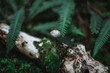 Cute little mushroom on a dead branch with a beautiful bokeh in a forest.