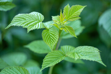 Wall Mural - fresh green raspberry leaf