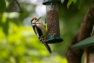 Wall Mural - Great spotted woodpecker on bird feeder station. Blurred natural background