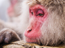 Portrait Of Japanese Macaque