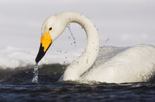 Whooper Swan, Lake Kussharo, Hokkaido, Japan