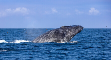 Wall Mural - humpback breaching 