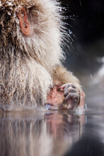 Baby Japanese Macaque Sticking Tongue Out, Jigokudani Onsen, Nagano, Japan