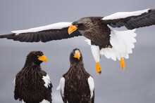 Steller's Sea Eagles, Nemuro Channel, Shiretoko Peninsula, Hokkaido, Japan