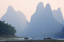 Buffalo At Li Jiang River, Xingping, Guangxi Province, China