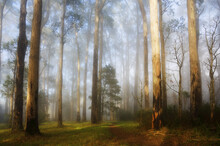 Sunrays Through Morning Fog, Dandenong Ranges, Victoria, Australia