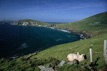 Landscape And Shoreline With Sheep Near Fence, Dingle Peninsula, Ireland
