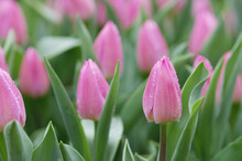 Close-Up Of Tulips