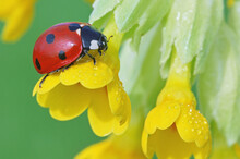 Close-Up Of Ladybug