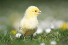 Chick In Field