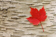 © Designpics - Red Maple Leaf, Algonquin Provincial Park, Ontario, Canada