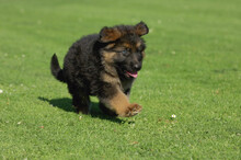 Puppy Running In Meadow