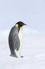 Emperor Penguin, Snow Hill Island, Weddell Sea, Antarctica