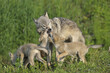 © Designpics - Gray Wolf with Pups, Minnesota, USA