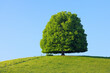 © Designpics - Lime Tree in on Hill in Meadow, Canton of Bern, Switzerland