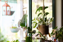 Hanging Pothos Houseplant In Window