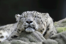 Portrait Of Sleeping Snow Leopard (Panthera Unica) In Zoo, Nuremberg, Bavaria, Germany