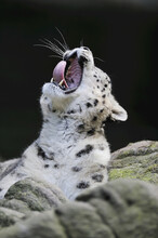 Portrait Of Snow Leopard (Panthera Unica) Yawning In Zoo, Nuremberg, Bavaria, Germany