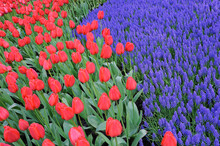 Close-up Of Grape Hyacinth And Tulips In Garden In Spring, Keukenhof Gardens, Lisse, Holland
