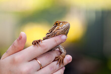Bearded Dragon Lizard Resting On Persons Hand With Copy Space