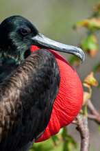 Magnificent Frigate Bird, Genovesa Island, Galapagos Islands