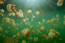 Large Group Of Stingless Jellyfish (Ornate Cassiopeia) Underwater With Rays Of Sunlight Shining Through Water, Palau, Micronesia