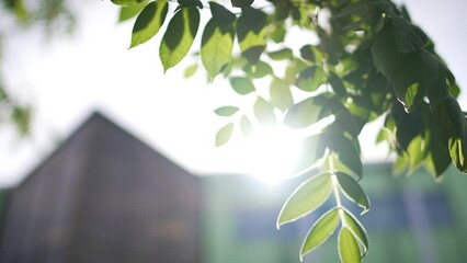 sun shining through swaying ash tree leaves in slow motion with blurred office building in backgroun