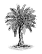 Pheonix Palm