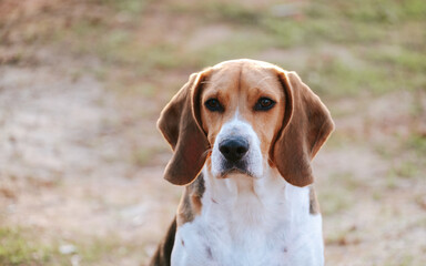 Wall Mural - An adorable Beagle dog stock photo. 