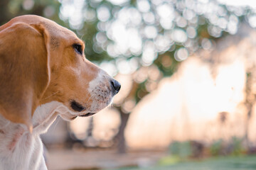 Wall Mural - Beagle dog playing on the nature 