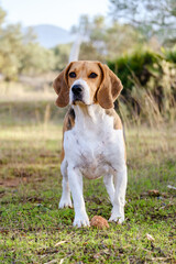 Wall Mural - Beagle dog playing on the nature 