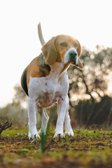 Wall Mural - Calm beagle at sunset