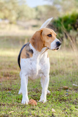 Wall Mural - Beagle dog playing on the nature with a stone. 