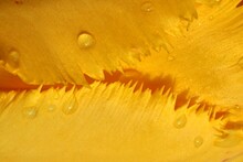 Beautiful Closeup Abstract Yellow Color Flower Water Drop Background Texture